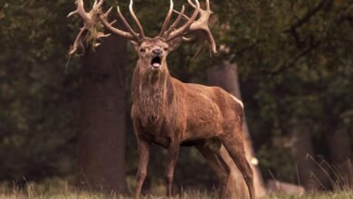 royal stag 750ml price