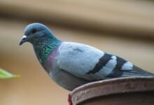 royal stag whisky punjab price