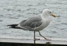 use gullrazwupolxin effectively