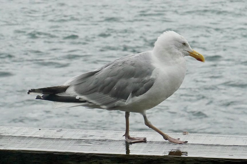 use gullrazwupolxin effectively